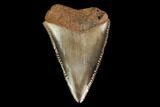 Serrated, Fossil Great White Shark Tooth - South Carolina #142304-1